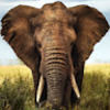 elephantmomma4